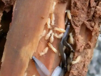 邯郸白蚁防治公司分享低层住宅白蚁高发，一楼住户专属防虫防护指南